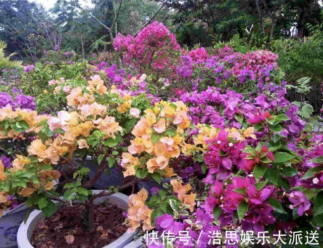 阳台上|三角梅在花期“开花少”，将“4点”把握好，开花99朵，变花树！