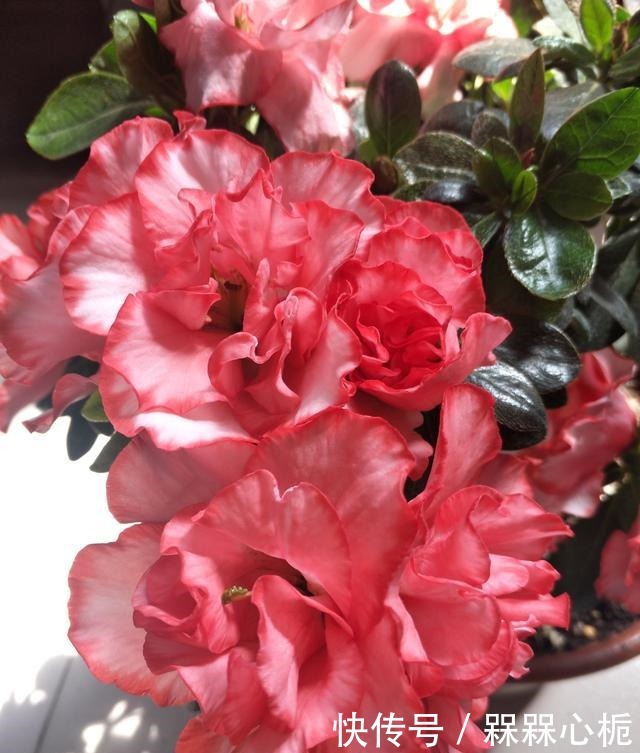 杜鹃花难养年年枯成“柴”,今春改变养殖方法,花繁叶茂根系壮!