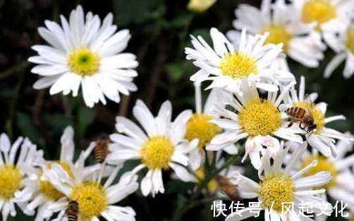 经常开花爆盆的盆栽,比月季还好看,丢到阳台成花海,香飘一整夏