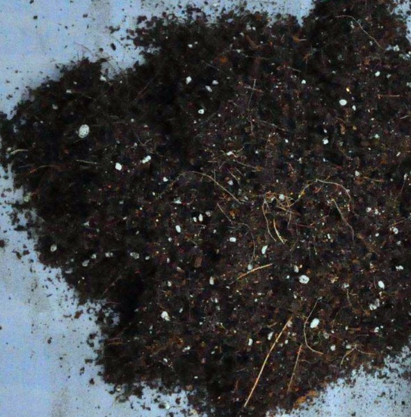 多肉养不活快了解下这些“养护手段”吧,保证你的多肉株株健康