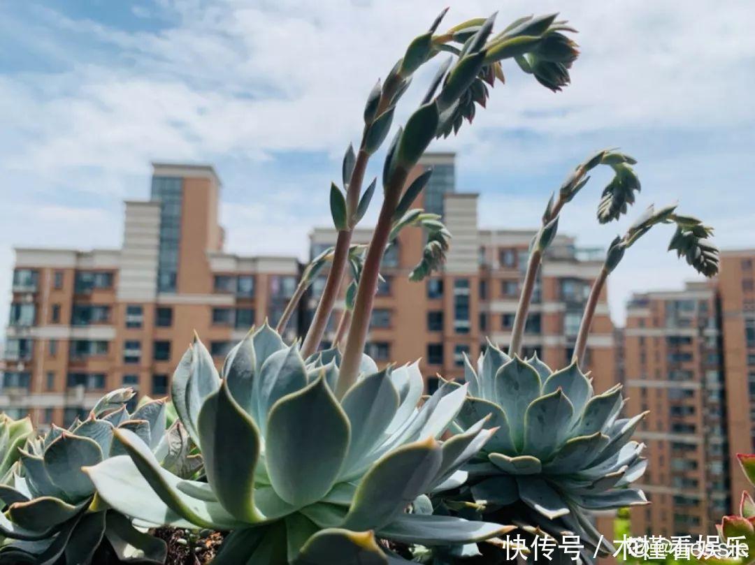 碰上这种多肉，直接分株吧，毕竟是圈里出名的叶插老大难！