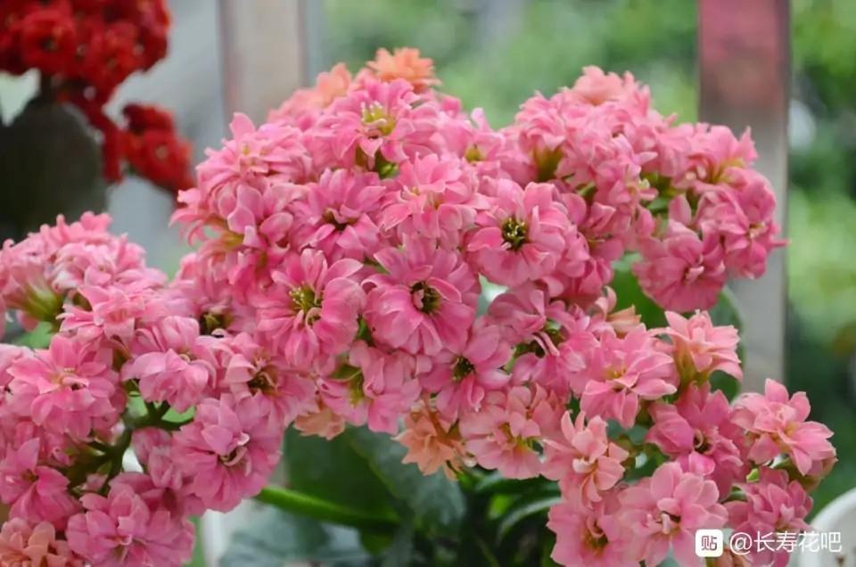 花色|75个长寿花品种，一个比一个美，一起来认识一下吧！