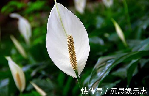 空气净化器|农村这三种“吸毒花”，被称作“天然空气净化器”，你肯定不知道