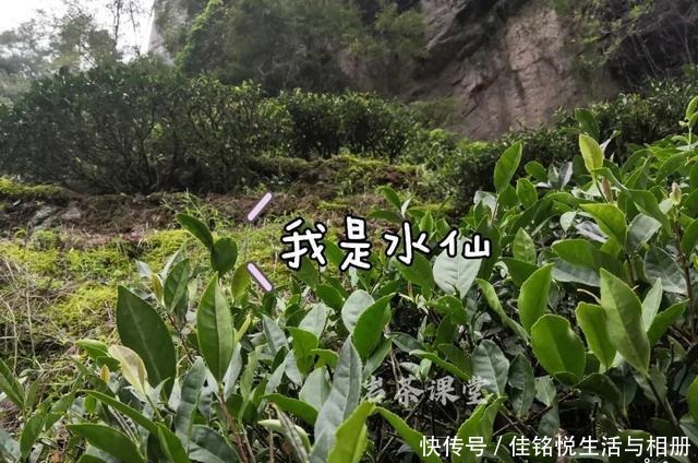 大红袍|武夷岩茶秘辛,三百多年的母树大红袍,为什么长不成参天大树