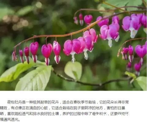 这些花朵精致的植物适合在秋季栽培，春天能开出灿烂的花朵！