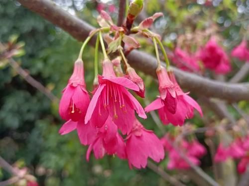 金钟花｜连花的连襟