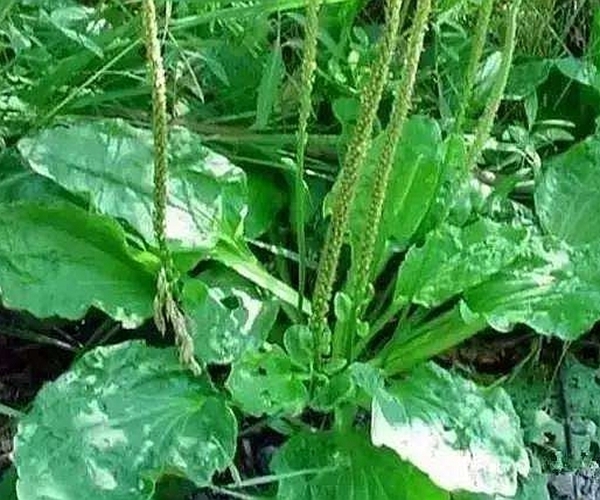 泡水|车前草泡水喝有什么功效4大功效尤为突出，尤其适合老人和小孩