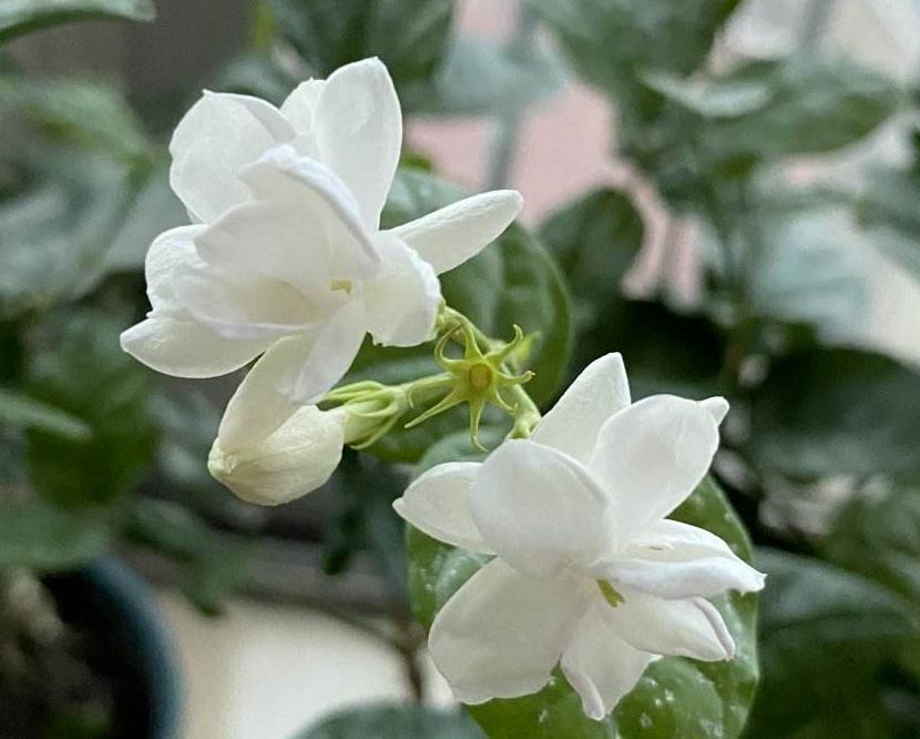 冬天给花剪一刀,来年花朵蹭蹭冒,越长越旺