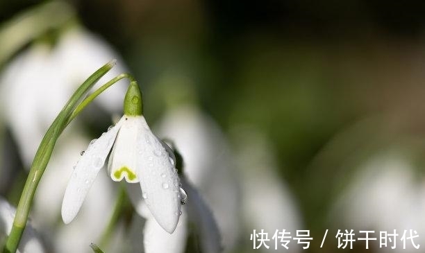 狮子座|12月初，月老眷顾，旧情归来，重温旧情，毅然离开，再续前生缘