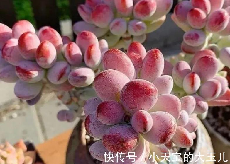 株型|怎么把多肉养得胖嘟嘟，做好5个关键点株型紧凑又好看