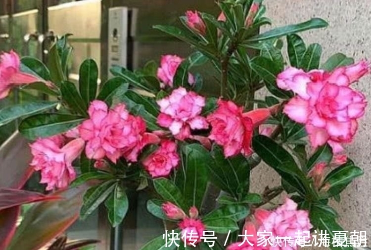 4种花给点水就呼呼长，不仅名字好听，花也超美，谁养谁喜欢