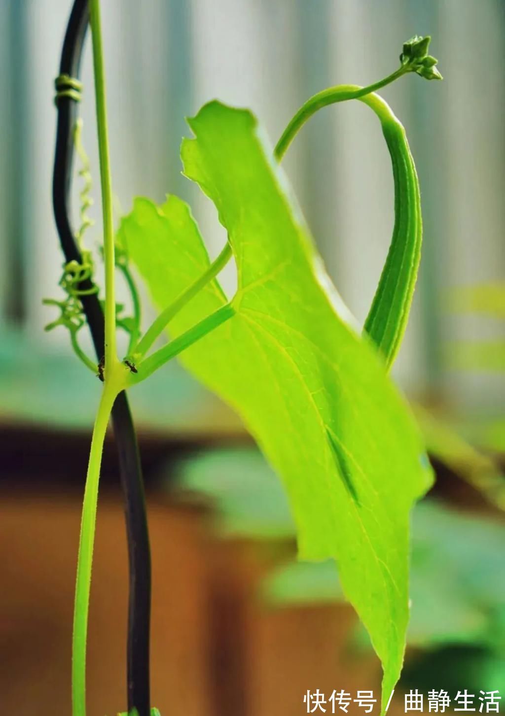 等我老了以后，找个小院陪你养花种菜！