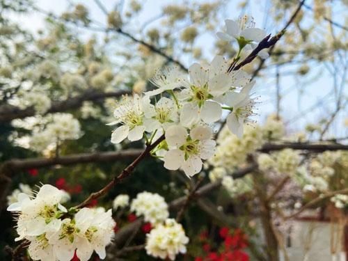 踏青出游～人间春已至，古城花已开