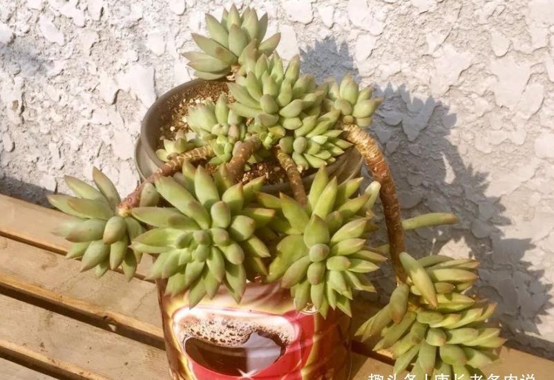 叶片|多肉千佛手放哪里养？不同季节摆放在不同的位置，这样才能养好它