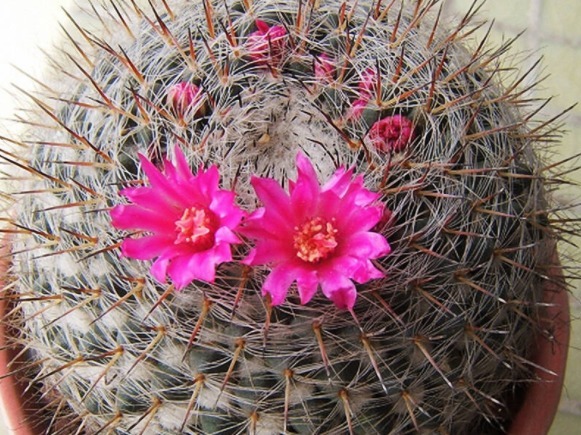 会开花的仙人球，好看还很好养活，不怎么管也会活的好好地
