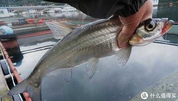 钓位|初夏野钓翘嘴鱼,这3个技巧值得遵循,把握好了让你渔获满满