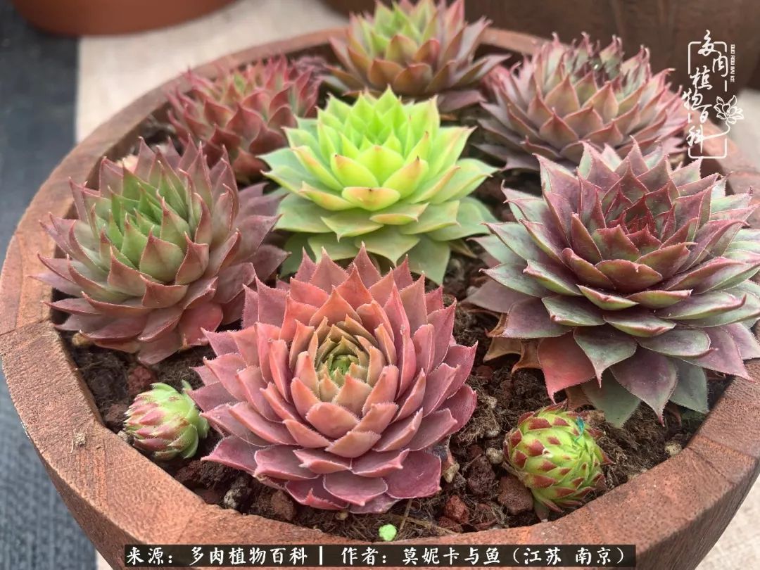 这多肉拼盘这么仙!如何制作达人手把手教你制作长生草拼盘!