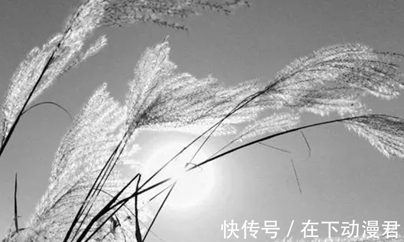 王国维$芦苇摇浪花,昼若飘絮夜似雪海醉了词人诗家,有欢欣也有愁情天涯