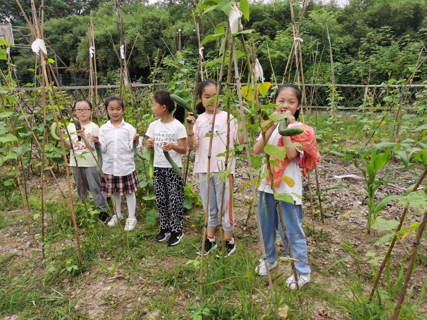 武川小学|武义县武川小学推进“四”个优化，为“双减”赋能