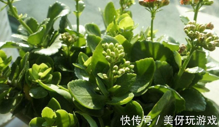 天气转凉后，家里的长寿花从5个方面养，枝叶多开花量大