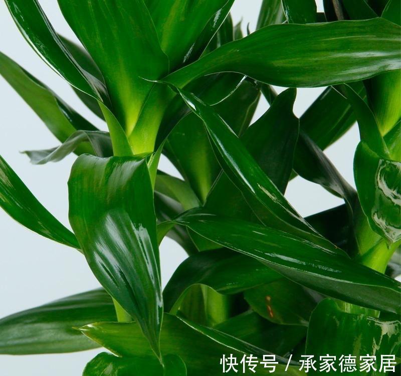枝叶|室内光照不足,就养4种耐阴绿植,枝叶翠绿茂盛,有精神有活力