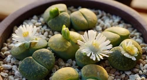 夏天给多肉浇水,知道几个养护小妙招,随便养出白胖子