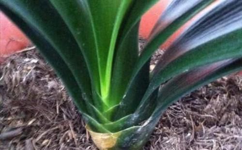 微酸性|一种“万能土”,养花的人抢着挖,养兰花、君子兰杠杠滴