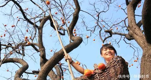 一个柿子相当于十副药?吃柿子的这些注意事项,你都了解清楚了吗