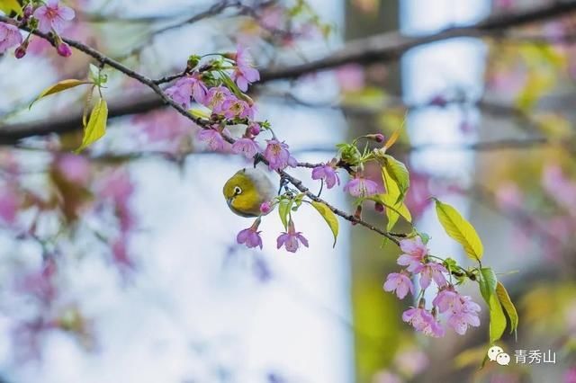 仙境|赴一场春日盛会吧！南宁这里粉樱烂漫，美成仙境