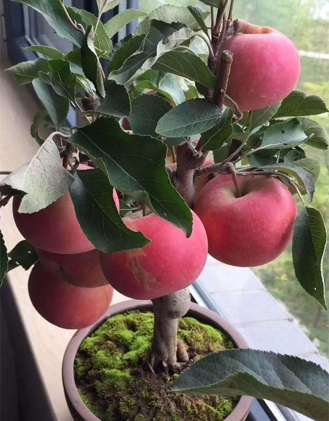 要养|4种性价比超高的盆栽,既是盆景又是果树,少抽两包烟也要养一盆