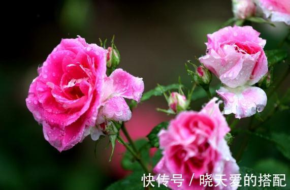 玫瑰花|不要傻傻的把月季当玫瑰,因为它们的区别有很多,都是哪些呢?