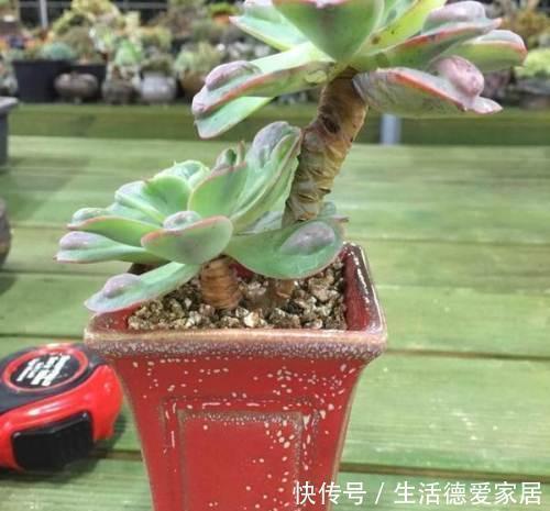 吻合处|盆景多珍贵,爱花的人都知道,不小心枝干折损,我们该怎么办