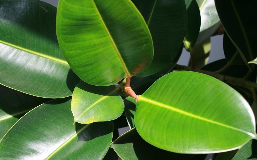 橡皮树容易落叶,学会这样浇水,叶片翠绿有光泽