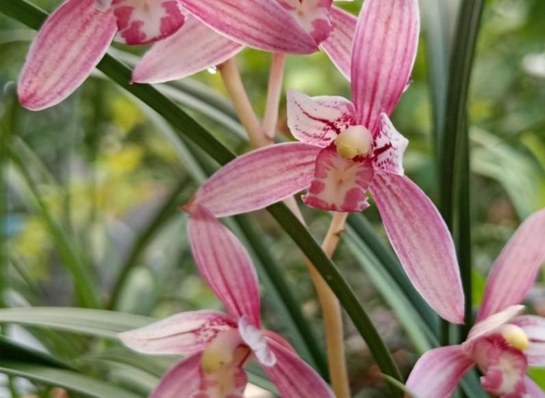 市长红，1款被名字耽误的兰花，开花勤，香味浓郁