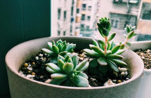 为什么圆滚滚的多肉养着养着就变细长？原因有3个