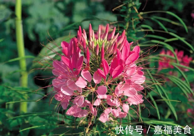 这“花”有意思,白天紧闭黄昏开,花如蝴蝶,入夏就开100多天