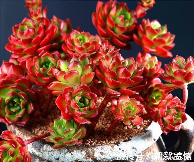养护|多肉“蒂亚”还在充白菜3个小技巧,浑身红彤彤,颜色最耀眼