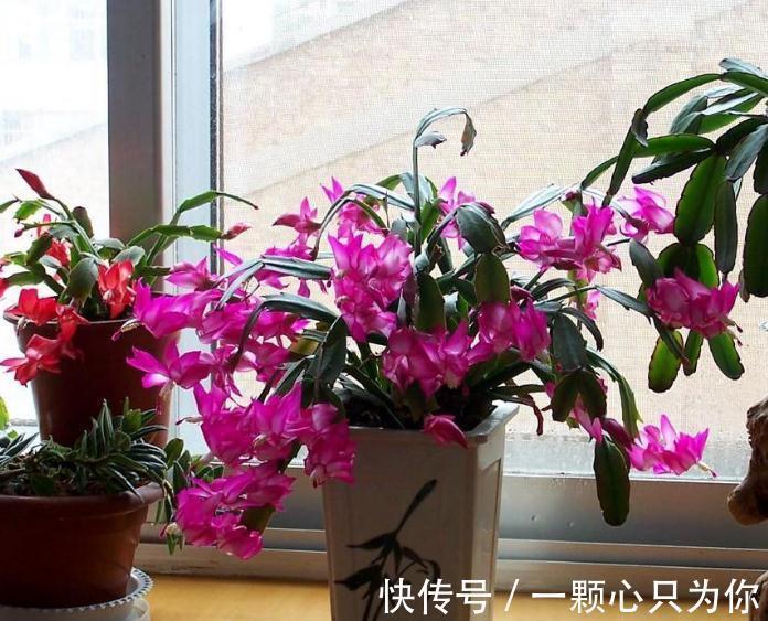 1月前后多注意这4点,家庭盆栽蟹爪兰,从寒冬到暖春不愁没花赏