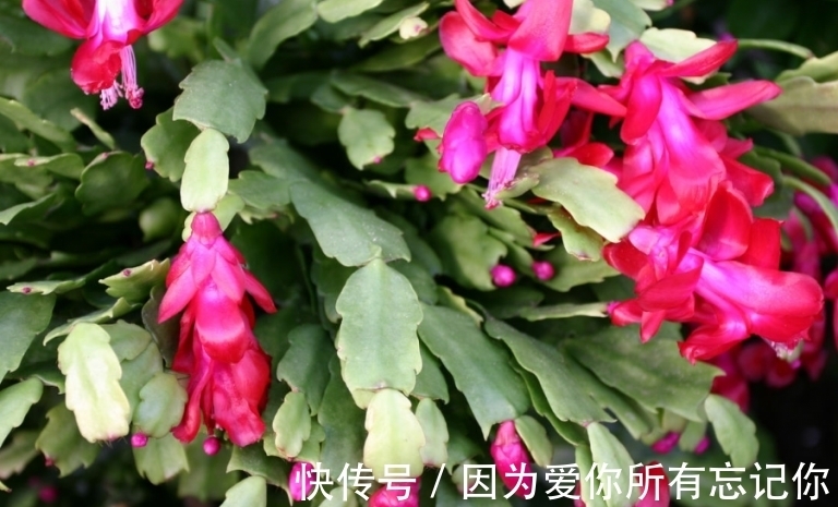 养花,多层花架间隔太窄,会阻碍叶子的伸展,影响美观