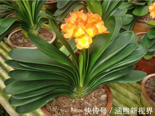 花生壳|君子兰吃点“小颗粒”，长速就像“大白菜”，1年冒5对“油绿叶