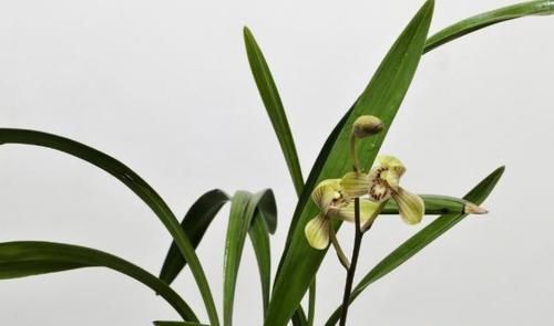 怎样让兰花长出更多的水晶头?老兰友:只需牢记4点