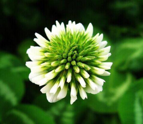 菊花|养树不如养盆“假菊花”,一浇水就狂长,比绿萝好养、比菊花美