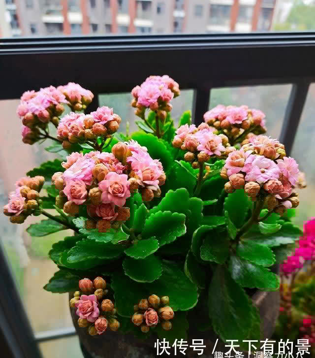 这“三多肉”太强悍,“叶片掉落”就能生根,轻松繁殖出一大片