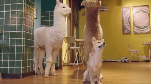 《宠物一千零一夜》明晚开播！治愈系上线，萌宠视角的现实童话，你期待吗~