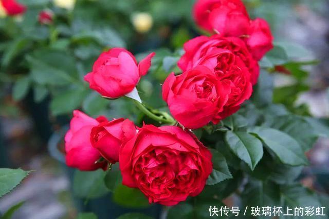 红色龙沙宝石月季花蕾打不开,这个原因很容易被花友忽视