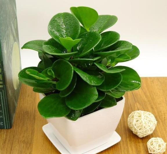 夏季高温天,想要居家赏花就盆栽它们,一片叶子都能扦插成苗