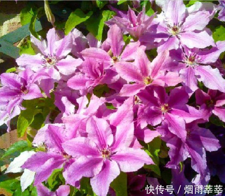 4种花养在家里，养在哪里都爆盆，颜值超高美极了