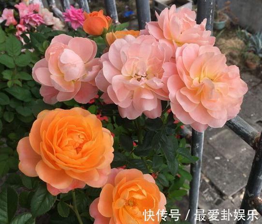 新手养月季注意3点事项，花开成爆植株旺，想养死都难