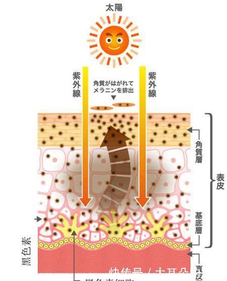 从普通护肤到细胞护理 你了解多少 每日头条