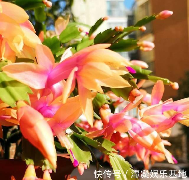 6种花淋雨就会“烂”，下雨最好放屋里，别忽视